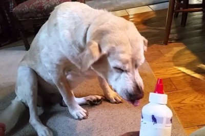 Myślisz, że tylko ludzie mają szalone pomysły? Zobacz co potrafią te zwierzęta #1