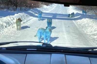 Kierowca zobaczył nietypową grupę psów. Wszystkie miały niebieską sierść 