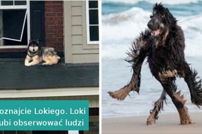 20 psów, które jak najszybciej powinny trafić do serwisu naprawczego