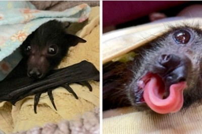 Organizacja ratująca małe nietoperze pokazała zdjęcia swoich pacjentów