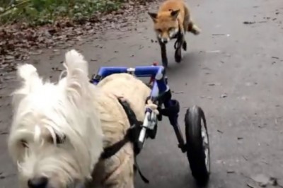 Codzienna porcja ciekawych i zabawnych filmików #307