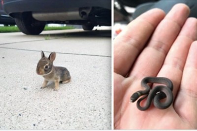 Te zwierzaki są tak malutkie, że aż ciężko się na nie napatrzeć. Sama słodycz