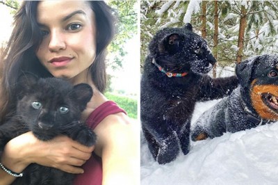 Młoda pantera porzucona przez matkę dorasta z człowiekiem i rottweilerem