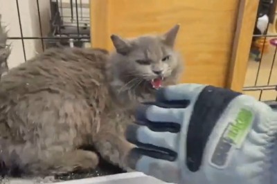 Oswajanie agresywnego bezdomnego kota znalezionego w pracy 