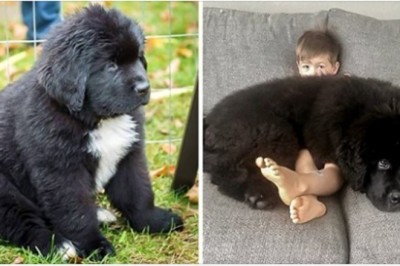 Zwierzaki, które są zdecydowanie większe niż to sobie wyobrażamy 