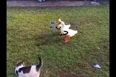 Nic zabawniejszego dzisiaj nie zobaczysz. Dwie kaczki vs kot