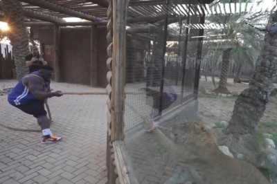 Lew vs napakowany ziomek, czyli  zawody w przeciąganiu liny