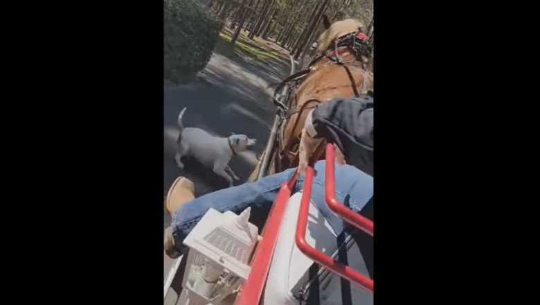 Pit bull bez kagańca i smyczy zaatakował konia w parku