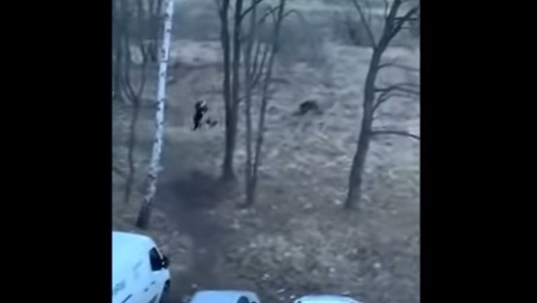 Tak wygląda poranne wyjście z pieskiem na spacer w Krakowie