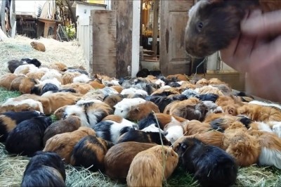 Codzienna porcja ciekawych i zabawnych filmików #317