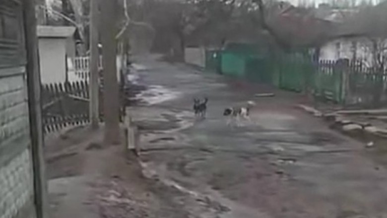 Pies spóźnił się do roboty, ale od razu wziął się do pracy