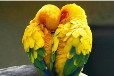 7 gatunków zwierząt, które łączą się w pary na całe życie. Są naprawdę wierne