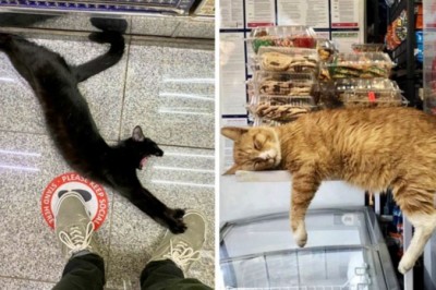 20 zdjęć kotów w małych sklepach wyglądających jakby rządziły tym miejscem