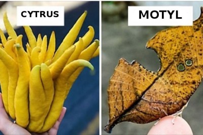 18 zdjęć pokazujących, że natura to wielkie laboratorium kreatywności