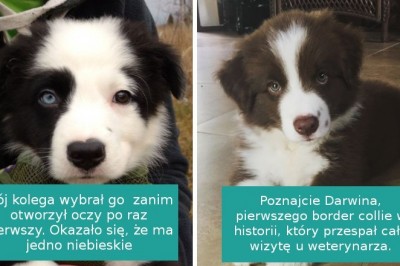 15 zdjęć Border Collie, pokazujących cudowną i ciepłą  naturę tych psów