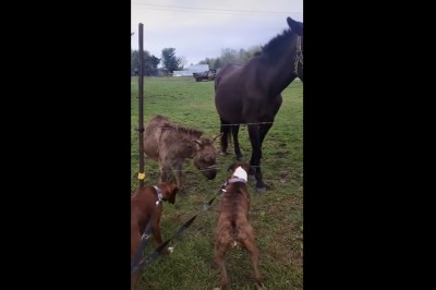 Agresywny pies kontra pastuch. Nawet osioł miał z niego bekę