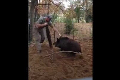 Człowiek kontra dzik. Dość nietypowe zapasy w zagrodzie