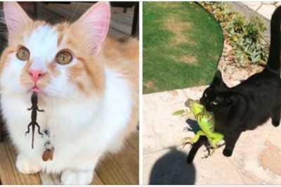 Ta galeria w bardzo ciekawy sposób pokazuje co wyniknie ze spotkania kota z jaszczurką