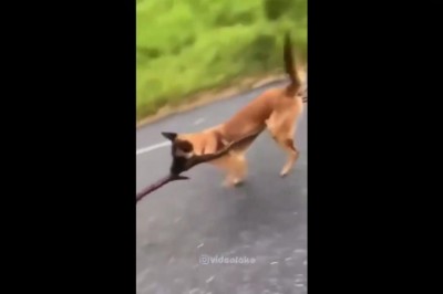 Pies rozwalił system ze swoim ogromnym kijem