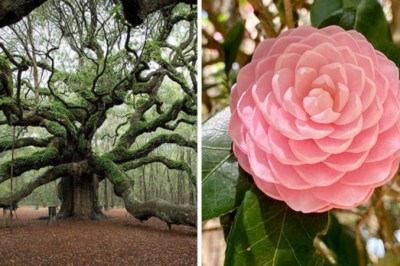 17 przykładów zachwycających cudów botanicznego świata