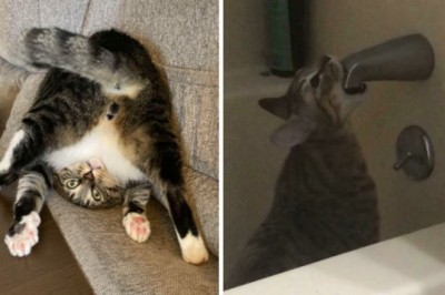 18 „zepsutych” kotów, których zachowania rozbawiły  właścicieli