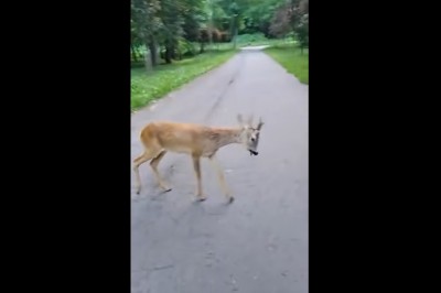 Sarenka atakuje Sebixów. Mieli pełne gacie, gdy uciekali
