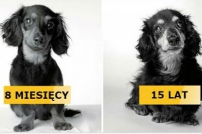 12 zdjęć psów gdy były młodziutkie i gdy się zestarzały. Chwytają za serce