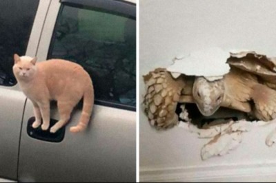 20 dziwnych zdjęć zwierzaków, których „nie da się wyjaśnić”