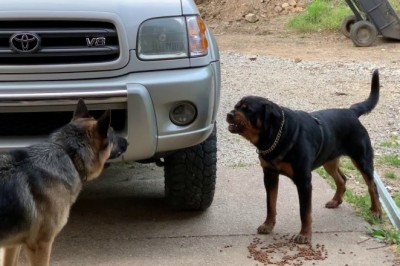 Codzienna porcja ciekawych i zabawnych filmików #330