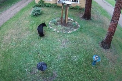 York kontra niedźwiedź. Pies odwalił niezły numer