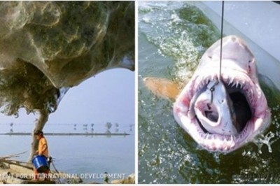 Te zdjęcia wyglądają jak z Photoshopa, a to prawdziwe cuda natury. Można się pomylić 