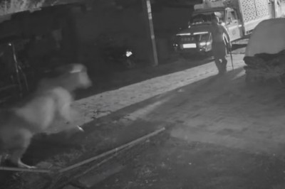 Gość z kijem kontra lew. Kiedy Twoja krowa potrzebuje pomocy