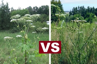 Barszcz Sosnowskiego jest bardzo niebezpieczny. Zobacz jak odróżnić go od Barszczu Zwykłego