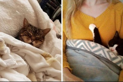 16 zadowolonych kotów, które po prostu uwielbiają wylegiwać się pod kołdrą