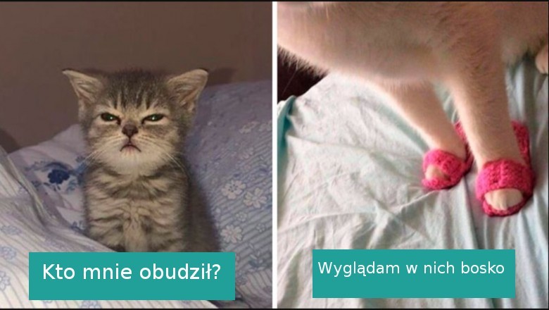 18 najzabawniejszych zdjęć kotów znalezionych na Instagramie