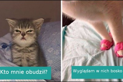 18 najzabawniejszych zdjęć kotów znalezionych na Instagramie 