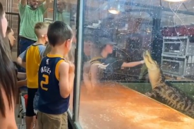 Aligator zaatakował opiekuna na przyjęciu urodzinowym 5-latka