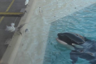 Codzienna porcja ciekawych i zabawnych filmików #351