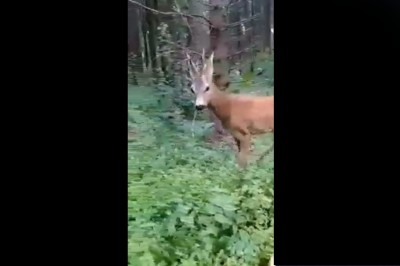 Spotkał dzikie zwierzę w lesie i myślał, że będzie zabawnie