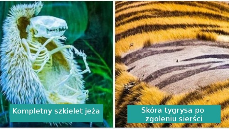 Te fotografie udowadniają nam, że natura jest pełna tajemnic i niespodzianek