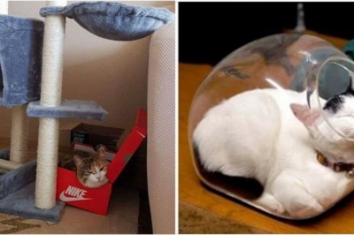 18 zabawnych przykładów udowadniających, ze kotom wszędzie może być wygodnie 