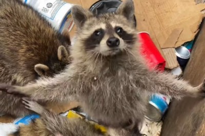 Codzienna porcja ciekawych i zabawnych filmików #358