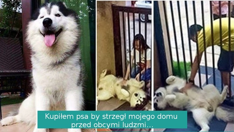14 piesków, które bardzo starają się zasłużyć na miano najlepszego przyjaciela