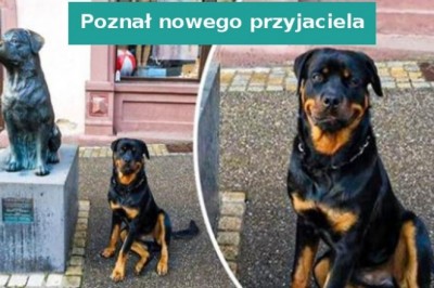 18 zdjęć pokazujących, że zwierzaki żyją we własnym świecie