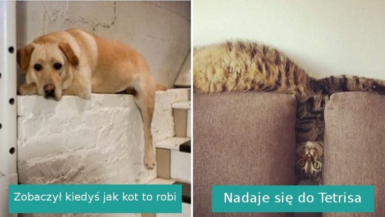 Galeria zdjęć, które udowodnią, że nikt nie rozśmieszy cię tak jak twój własny zwierzak