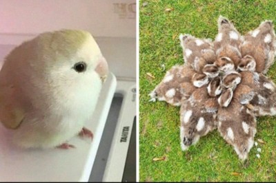 20 osób, które zauważyły urocze zwierzątka i po prostu musiały zrobić im zdjęcie