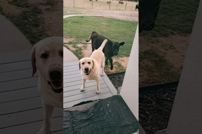 Kiedy Twój pies wpada na chatę przedstawić Ci nowego kolegę 