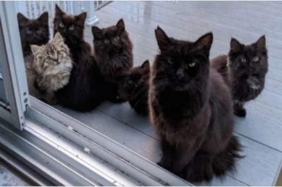 Bezdomna kotka przyprowadza swoje młode do kobiety, która pomogła jej w potrzebie