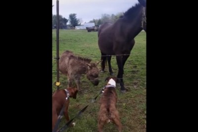 Pies kontra pastuch. Nawet osioł miał z niego bekę