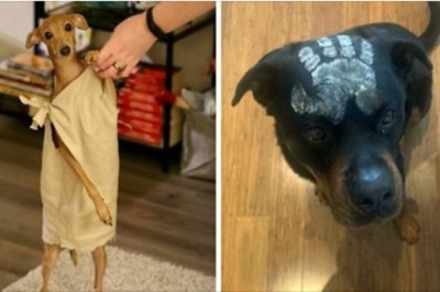 20 zwierzaków które miały najlepsze kostiumy na Halloween